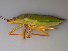 Chlorocoris complanatus