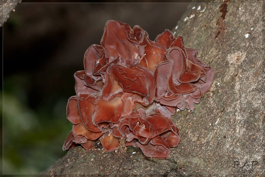 Auricularia fuscosuccinea · March 2020 · photo: © r-a-p (iNaturalist, cc-by)