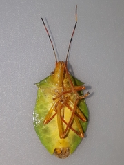 Chlorocoris complanatus