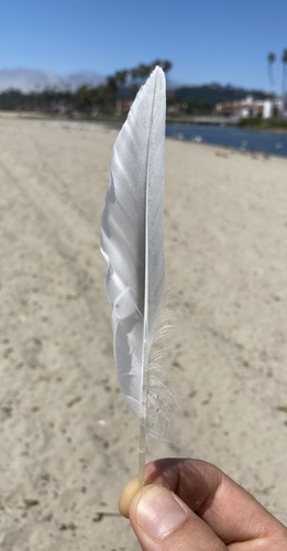 Plume de Sterne élégante