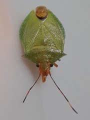 Chlorocoris complanatus