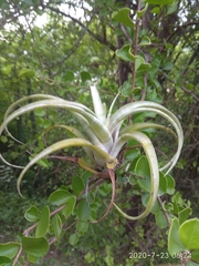 Tillandsia flexuosa