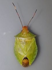 Chlorocoris complanatus