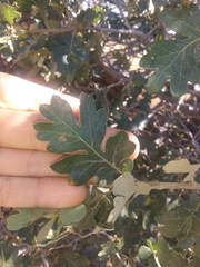 Quercus garryana semota