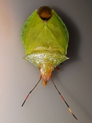 Chlorocoris complanatus