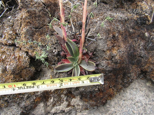 Echeveria mucronata