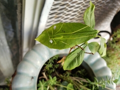 Phaneroptera nana