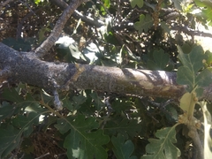 Quercus garryana semota