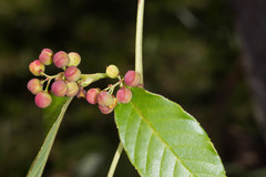 Dilleniaceae