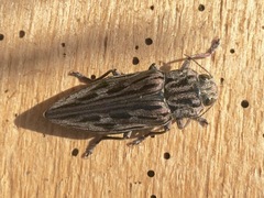 Chalcophora angulicollis