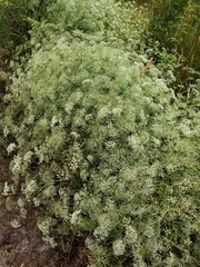 Gypsophila paniculata