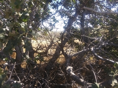 Quercus garryana semota