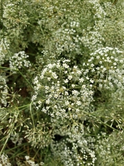 Gypsophila paniculata