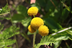 Tanacetum bipinnatum