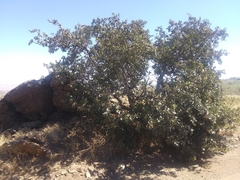 Quercus garryana semota