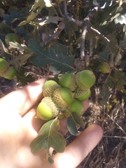 Quercus garryana semota