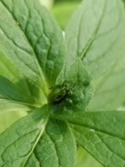 Asphondylia rosulata