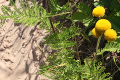 Tanacetum bipinnatum