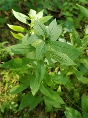 Asphondylia rosulata