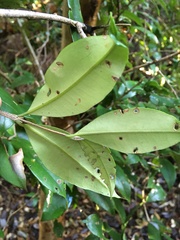 Myrceugenia planipes