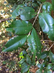 Myrceugenia planipes