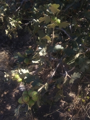 Quercus garryana semota