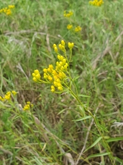Solidago nitida