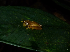 Nymphargus ignotus