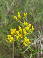 Solidago nitida
