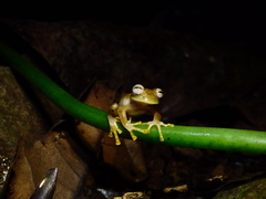 Nymphargus ignotus