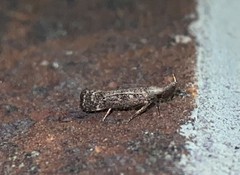 Dichomeris inversella