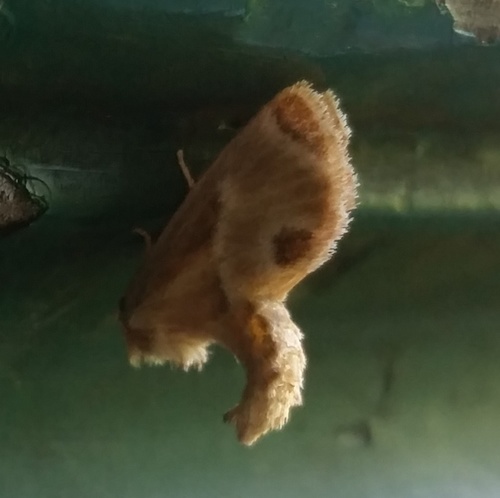 Apoda biguttata