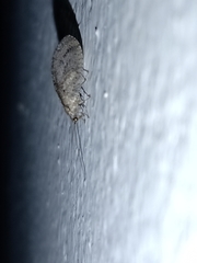 Nusalala tessellata
