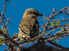 Plocepasser donaldsoni