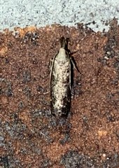 Dichomeris inversella