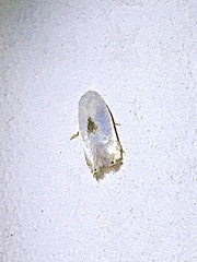 Pseudopostega quadristrigella