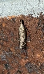 Dichomeris inversella