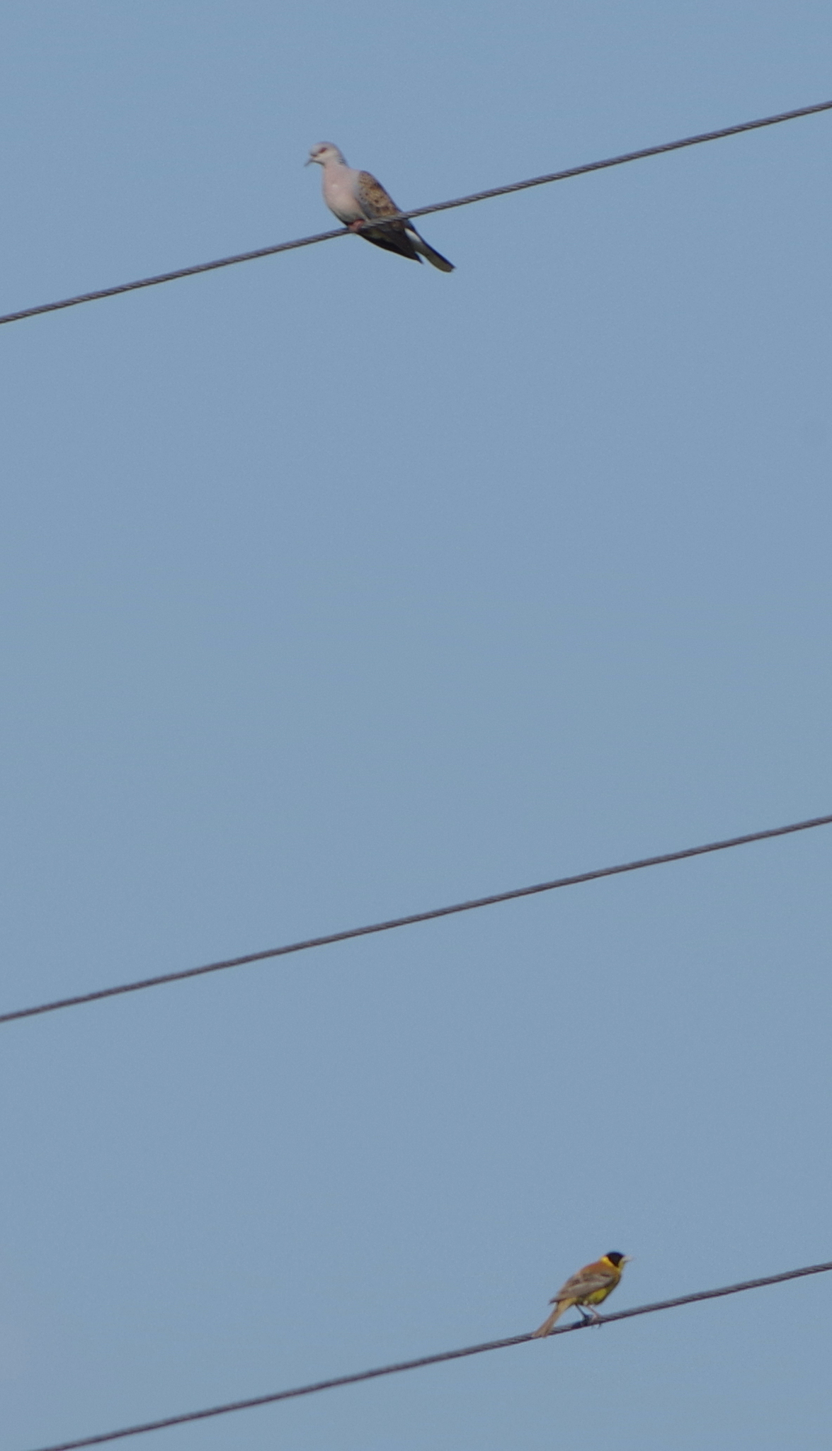 Black-headed Bunting