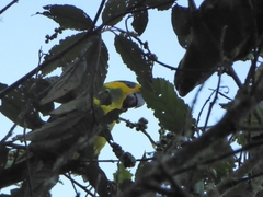 Ognorhynchus icterotis