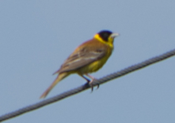 Black-headed Bunting