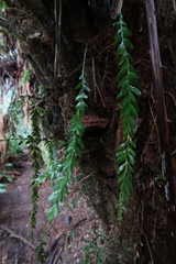 Tmesipteris obliqua