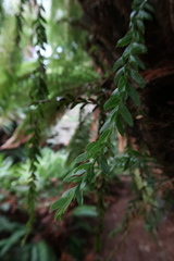 Tmesipteris obliqua