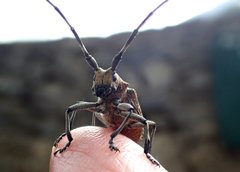 Monochamus sutor