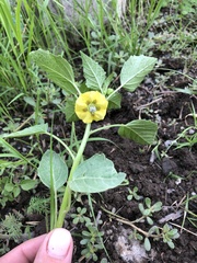 Physalis philadelphica