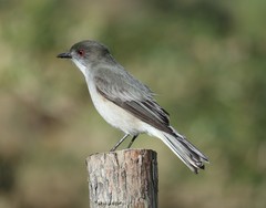 Pyrope pyrope fortis