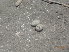 Haematopus palliatus