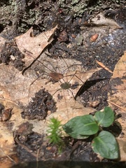 Leiobunum calcar