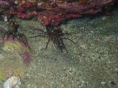 Rhynchocinetes serratus