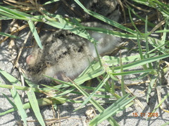 Haematopus palliatus