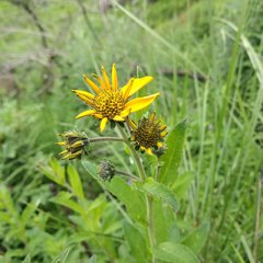 Verbesina seatonii